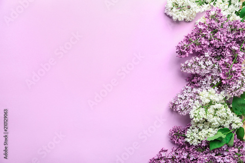 Beautiful blossoming lilac on color background