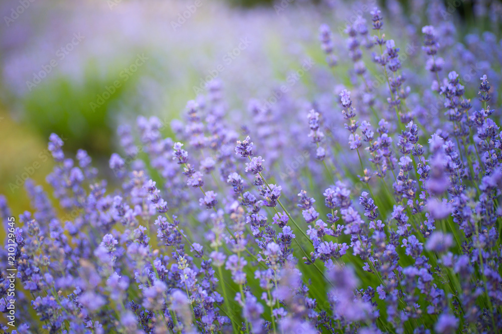Soft focus of lavender flowers under the sunrise light Soft focus of lavender flowers under the sunrise light