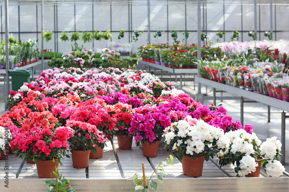 Abundance of plants with colorful flowers in greenhouse