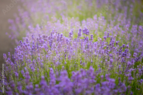 Close up of blossoming lavender in a field.