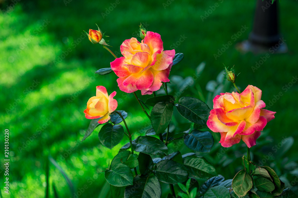 Blooming Pullman Orient Express roses in the garden Blooming Pullman Orient Express roses in the garden