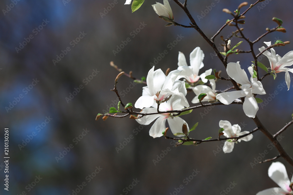 Beautiful blossoming tree branch outdoors Beautiful blossoming tree branch outdoors