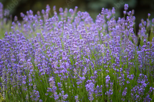 Lavender flowers in the field at sunset in summer