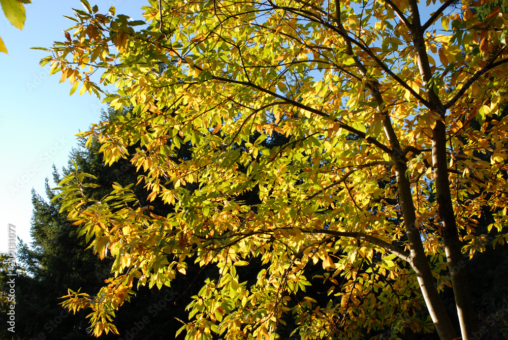 Top tree foliage against blue sky. Autumn season Italy Europe Top tree foliage against blue sky. Autumn season Italy Europe