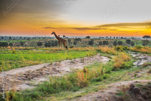 Giraffe Sunset Murchison Falls National Park Uganda © Reidar Johannessen