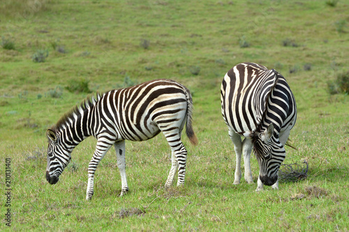 A pregnant Zebra with foal grazing in the wild in South Africa.