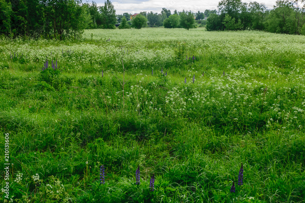 Obraz premium Field of flowers in summer, Russia