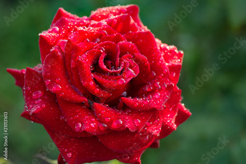 Water droplets on a red scarlet rose petals close-up. macro texture background