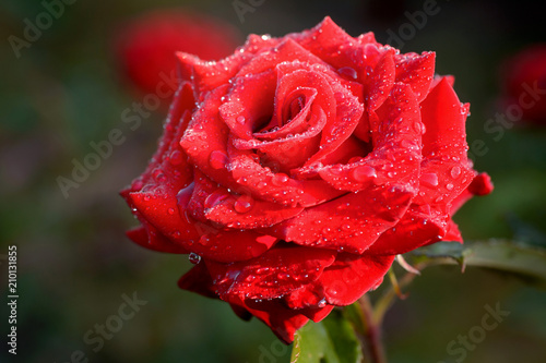 Dew drops on petals of red rose.
