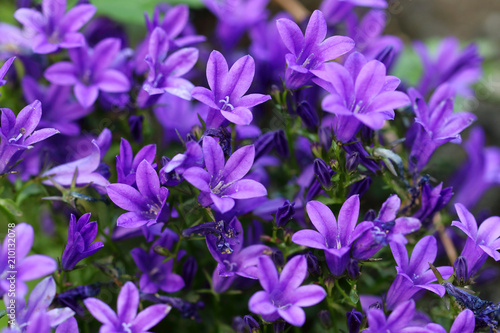 Campanula of walls or bellflower flower is a perennial