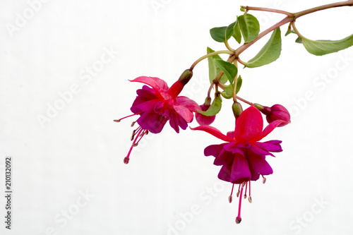 Close up of a branch with blooming pink fuchsia flowers isolated against white background photo