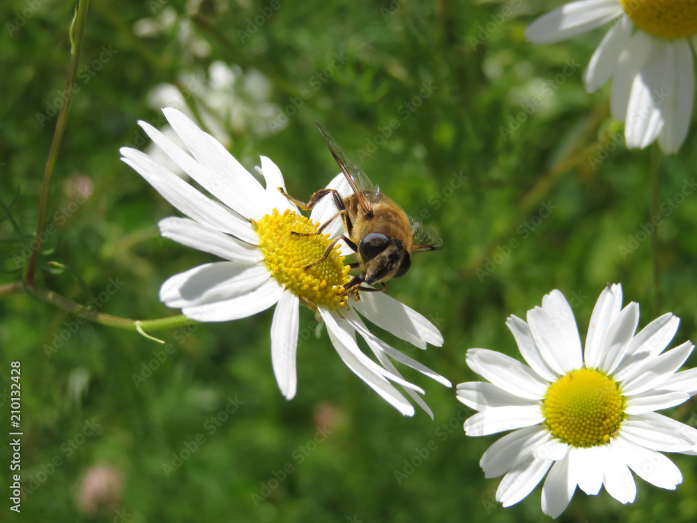Bee collects pollen on a daisy flower, macro shot. White chamomile in summer, honey production on apiary Bee collects pollen on a daisy flower, macro shot. White chamomile in summer, honey production on apiary