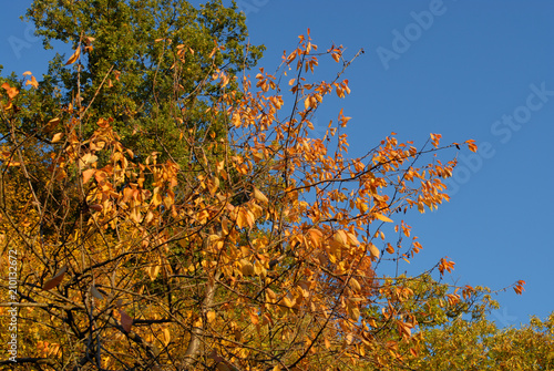 Top tree foliage against blue sky. Autumn season Italy Europe