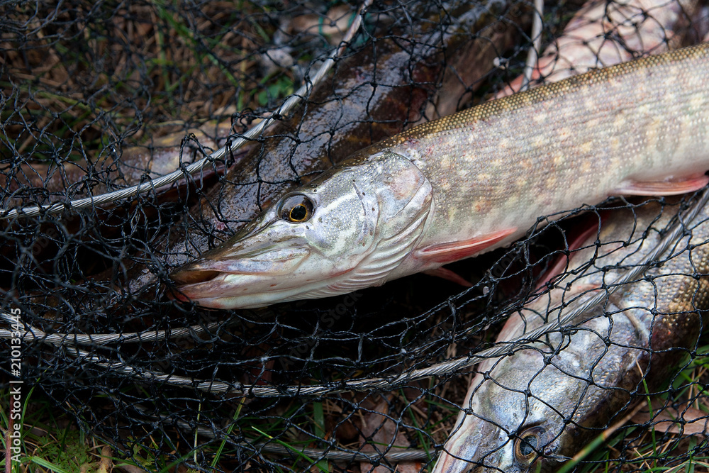 Close up view of freshwater pike fish lies on landing net with fishery catch in it.. Close up view of freshwater pike fish lies on landing net with fishery catch in it..