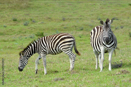 A pregnant Zebra standing with grazing foal in the wild in South Africa.