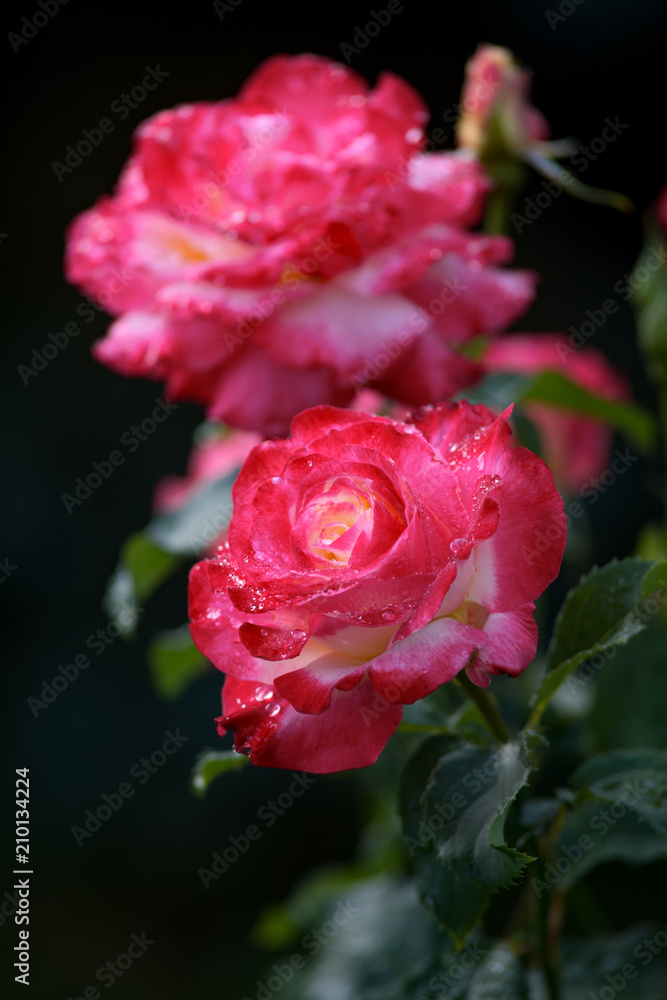 Fototapeta premium Pink roses. A bunch of pink roses. Close-up.