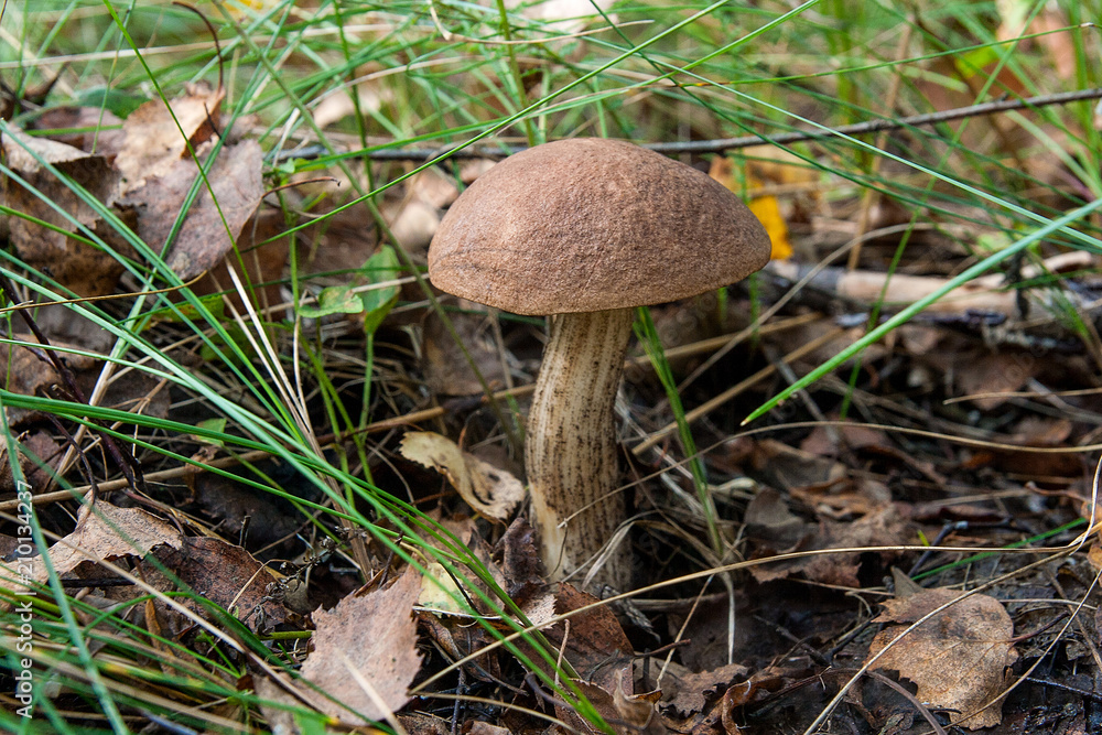 Forest mushroom brown cap boletus growing in a green moss.. Forest mushroom brown cap boletus growing in a green moss..