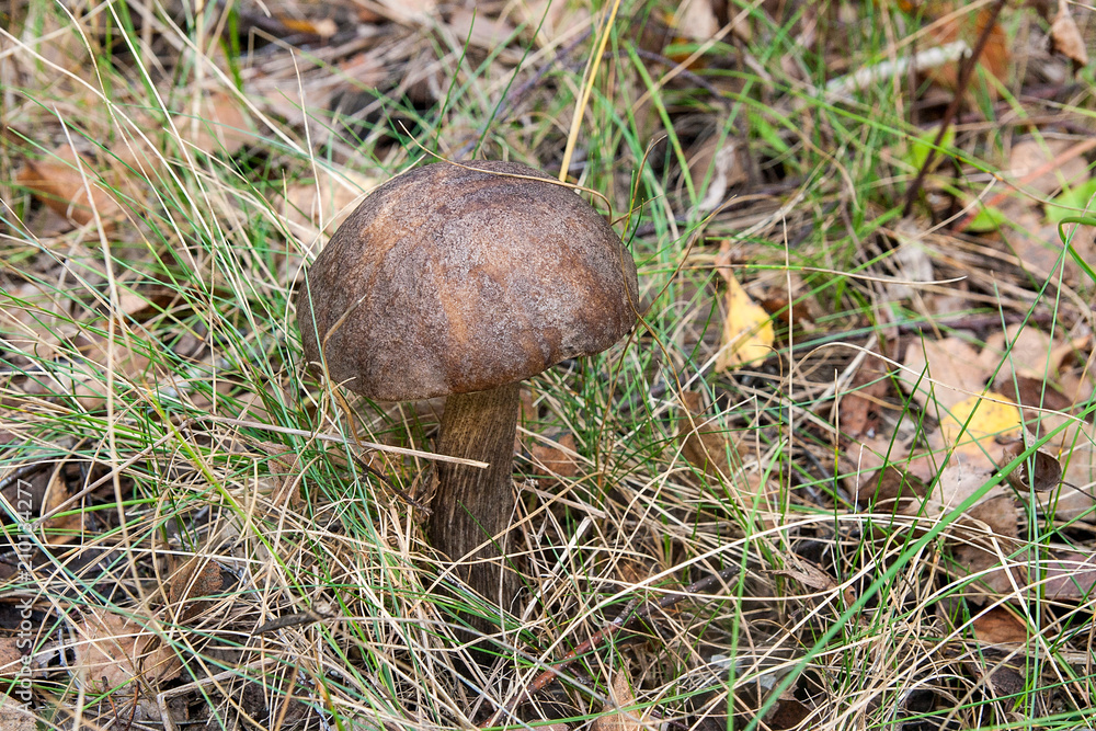 Close up view of brown cap boletus growing in forest. Close up view of brown cap boletus growing in forest.