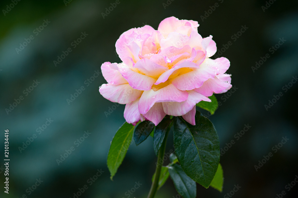 Multicolor rose background, gentle flower head with dew drops on its petals, floral wallpaper, romantic greeting card for Valentine day or wedding day Multicolor rose background, gentle flower head with dew drops on its petals, floral wallpaper, romantic greeting card for Valentine day or wedding day