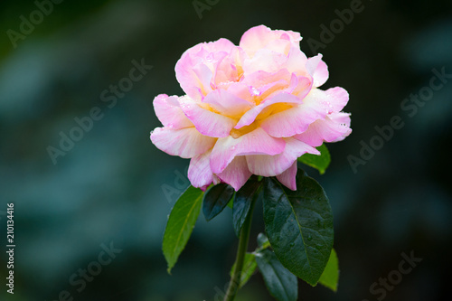 Multicolor rose background  gentle flower head with dew drops on its petals  floral wallpaper  romantic greeting card for Valentine day or wedding day