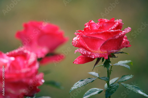 Macro closeup of pink blooming roses with water drops showing detail and texture and closed buds