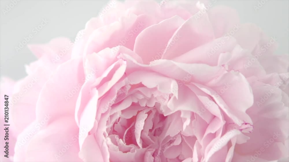 Beautiful pink peony petals on grey background. Blooming peony flower rotation closeup. Beauty spring romantic flower rotated. Top view. 4K UHD video 3840X2160
