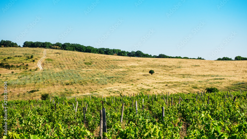 Vineyard and hillside with a lone tree