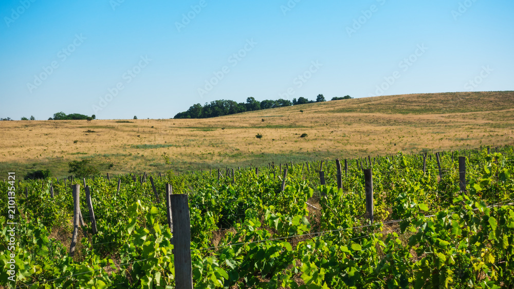 Vineyard and hillside with yellow dried grass