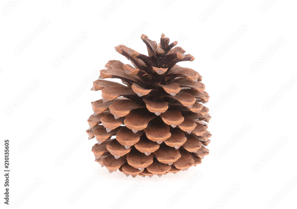 Single pine cone isolated Single pine cone isolated