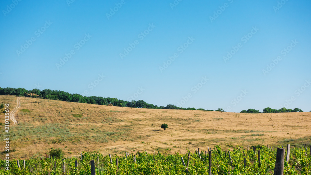 A dirt road and a tree on a slope of a yellow hill and a vineyard