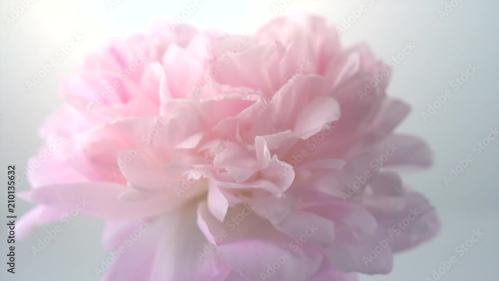 Beautiful pink peony petals background. Blooming peony flower rotation closeup. Beauty spring romantic flower rotated on grey background. 4K UHD video 3840X2160 Beautiful pink peony petals background. Blooming peony flower rotation closeup. Beauty spring romantic flower rotated on grey background. 4K UHD video 3840X2160