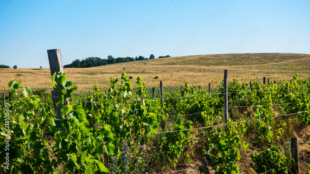Grape rows with grass and flowers and on the horizon hills and trees