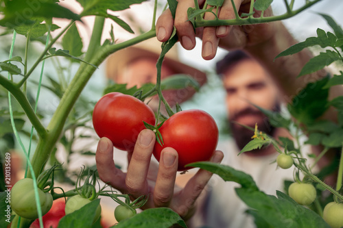 Obraz na plátne Family in tomato plant at hothouse
