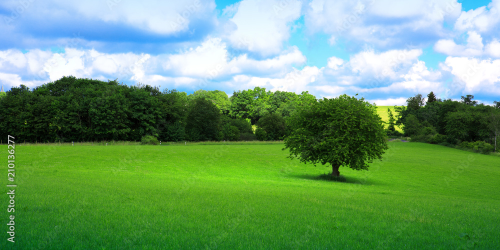 Tree on green meadow. Tree on green meadow.