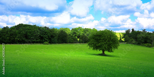 Tree on green meadow.