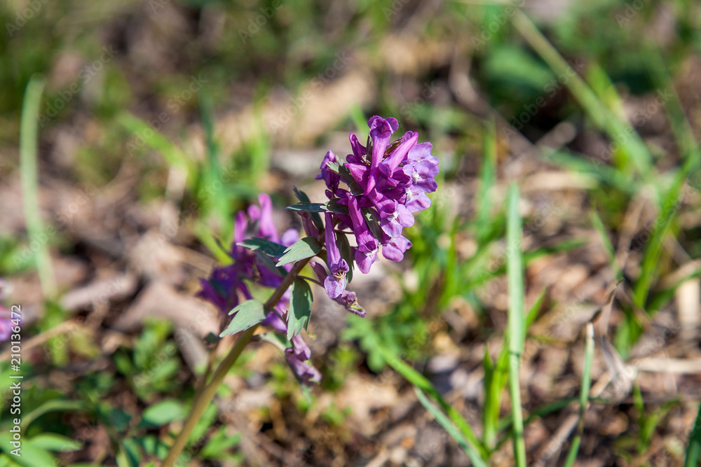 Spring forest with blooming Corydalis cava flowers. Spring forest with blooming Corydalis cava flowers.