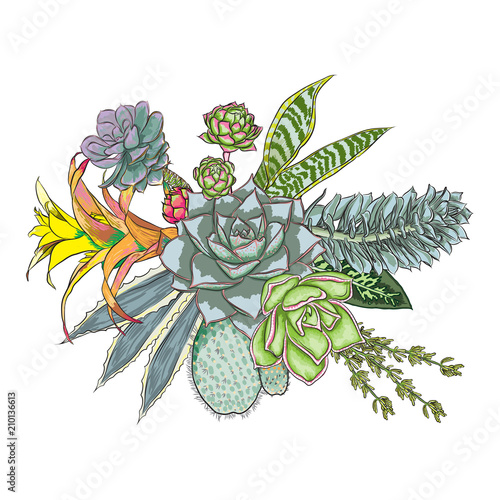 Green colorful succulent Echeveria design bouquet. Imitation watercolor natural cactus bouquets in modern trendy style. All elements are hand drawn from real plant and absolutely unique. Vector.