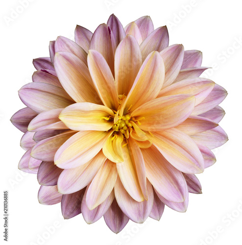 Chrysanthemum flower purple-yellow on a white isolated background with clipping path no shadows. Closeup. For design. Nature.