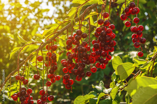 Red berries on a branch of a fruit tree