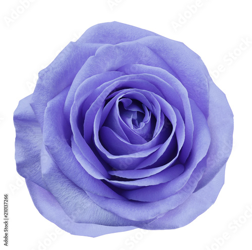 Purple flower rose on white isolated background with clipping path. no shadows. Closeup. For design. Nature.