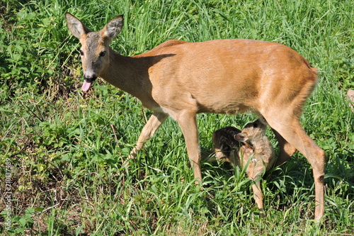 A roe deer feeding its fawn 