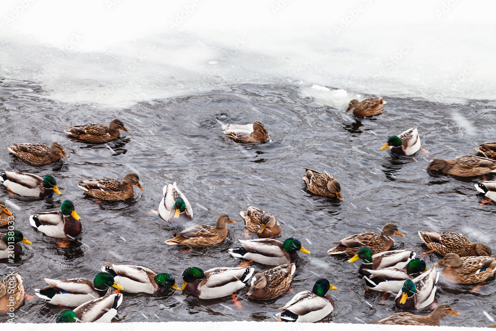 Fototapeta premium many ducks swimming in ice hole of frozen lake