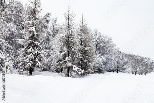 snow-covered fir and larch trees in snowfall