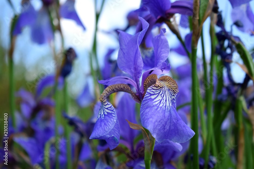 Fototapeta Naklejka Na Ścianę i Meble -  Violet irises on a flower bed in the garden 