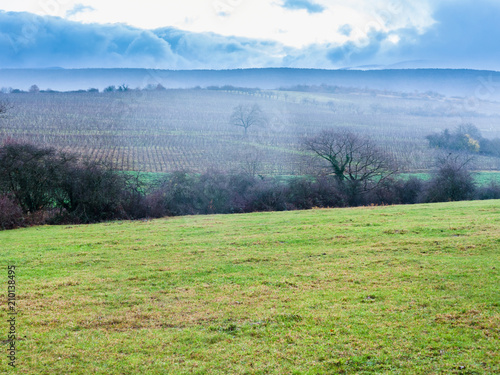 landscape with vineyard in Alsace in winter rain photo