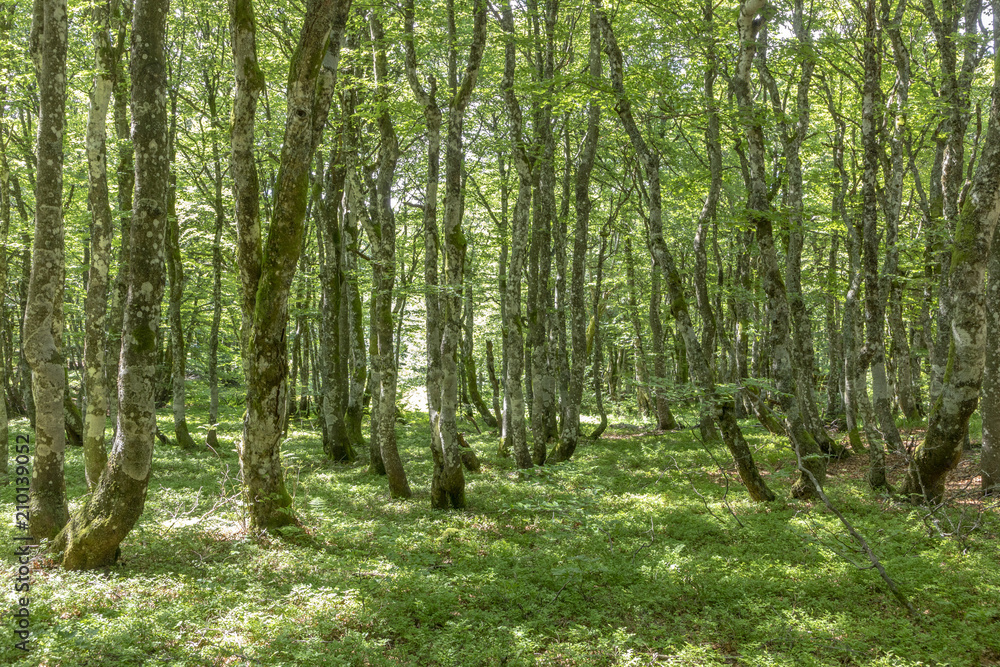 old beech forest in the vosges region in france old beech forest in the vosges region in france