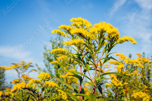 Photos Reddish stems and green leaves of the yellow flowering goldenrod plant from clos