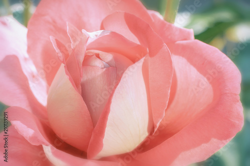 Fototapeta Naklejka Na Ścianę i Meble -  Beautiful rose garden rose in beautiful soft colors
