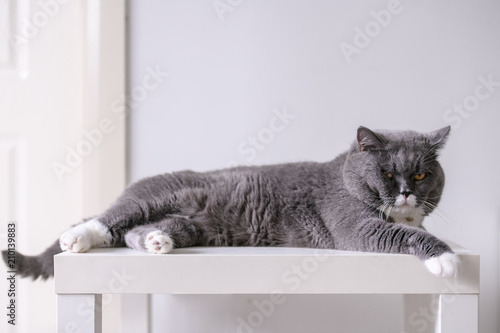 The British short hair cat lying on the table
