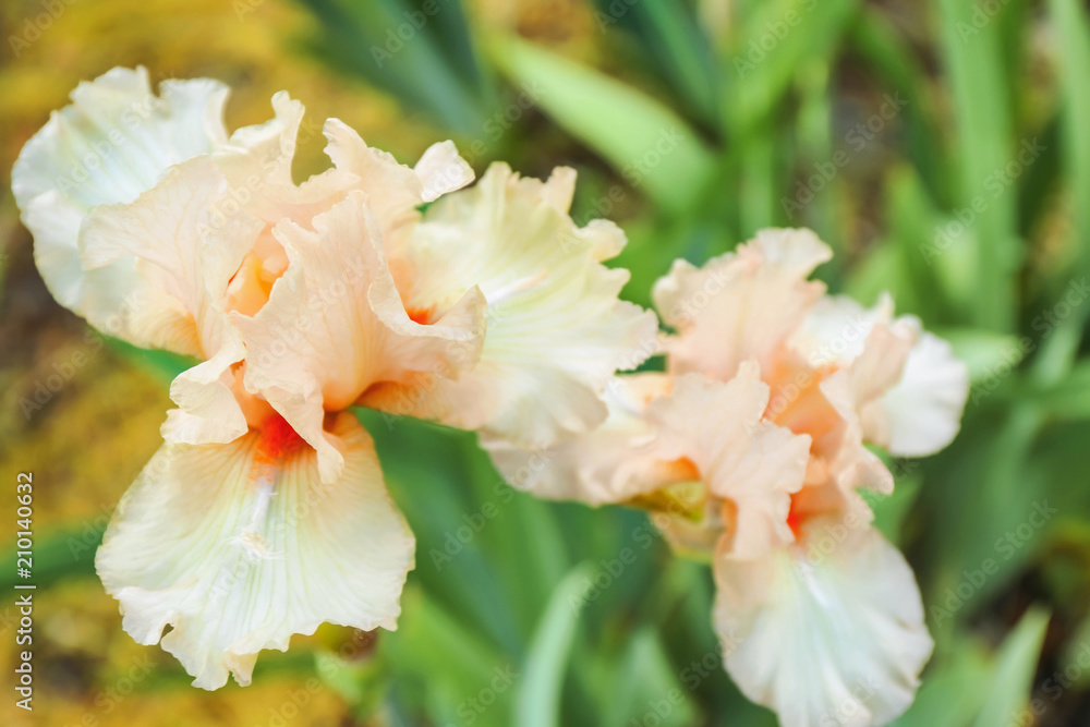 Beautiful blossoming irises on spring day outdoors Beautiful blossoming irises on spring day outdoors